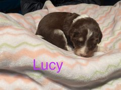 Lucy