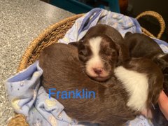 Franklin