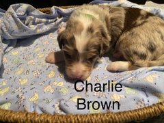 Charlie Brown